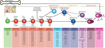 B Cells as a Therapeutic Target in Paediatric <mark class="highlighted">Rheumatic Disease</mark>